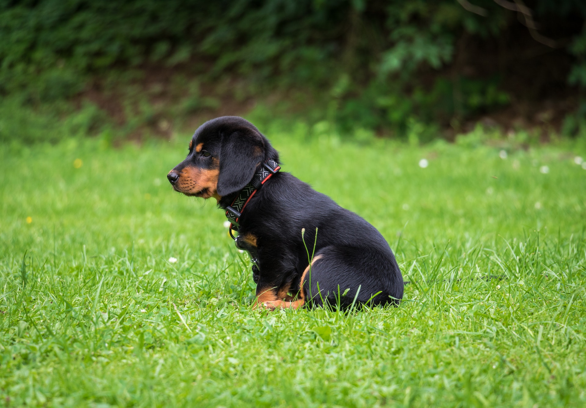 Hond kijkt uit over bergen